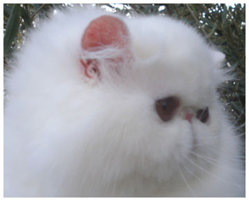 Validian Snow Bunny